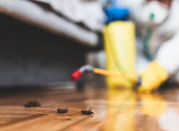 pest management and treatment service in hobart