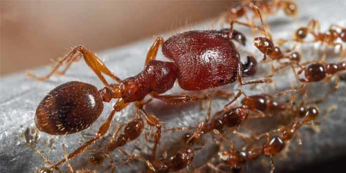 Ant Pest Control Hobart