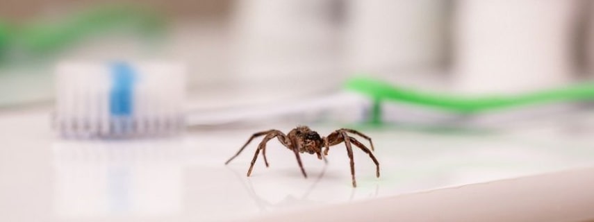 Spider Pest Control Tasmania Hobart