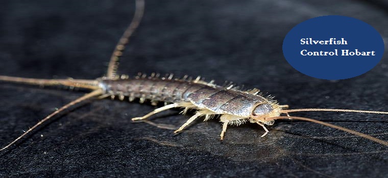 silverfish prevention services In Hobart